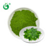 Green Matcha  Tea Powder  Product of Japan   150 Gram